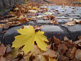 Close up shot of single bright yellow fallen maple leaf among dried foliage on cobblestone paving walkway at autumn day. With no people beautiful autumnal season natural background.