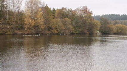 Wildgänse im Bostalsee
