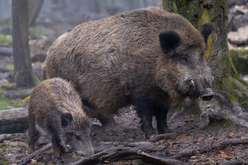 Keiler mit Frischling (Schwarzwild)
