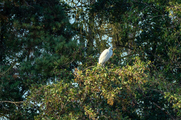 Fischreiher im Nest