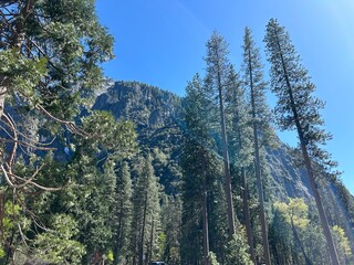pine tree forest yosemite