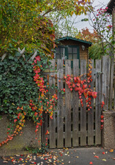 Herbstfarbener wilder Wein am Holz Gartenzaun auf dem Lande