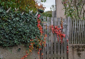 Herbstfarbener wilder Wein am Holz Gartenzaun auf dem Lande