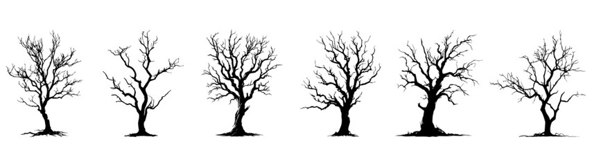 Fototapeta premium Tree Silhouette, black tree, isolated on transparent background 