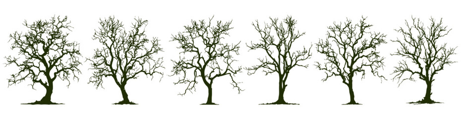 Obraz premium Tree Silhouette, black tree, intricate silhouettes of leafless trees. isolated on a transparent background 