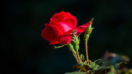 rosa r&oacute;ża flor kwiat naturaleza