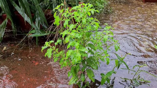 Closeup shot of pouring rain over the Ocimum tenuiflorum or holy basil, tulsi or tulasi plant