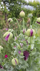 Obraz premium white poppy seeds english stately gardens