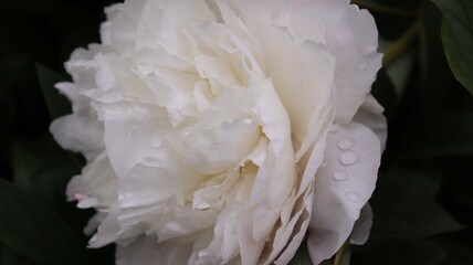Peony Immaculee upclose flower 
