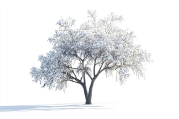 Obraz premium winter tree snow isolated on white winter tree snow isolated on white