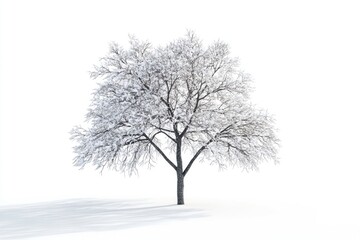 Obraz premium winter tree snow isolated on white winter tree snow isolated on white