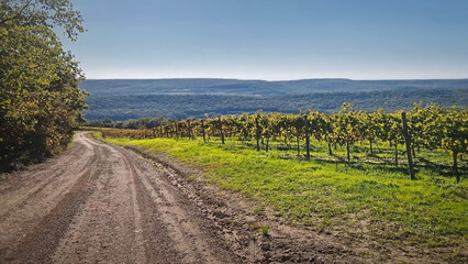 Scenic vineyard with rows of grapevines and a dirt country road curving through the landscape....