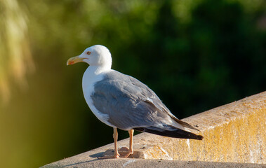 Gaviota descansando