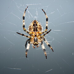 Kreuzspinne