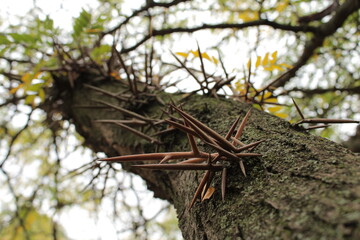 Thorns covering the branches of a tree, providing natural protection.

