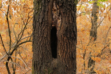 A tree with a vertical hole in the trunk.

