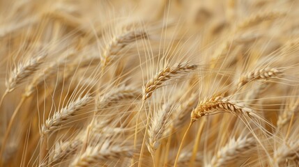 Fototapeta premium A close-up of barley heads ready for harvest, with the sun casting a warm glow