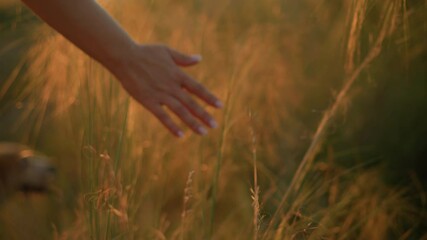 Close-up of hand gently touching grain in a golden field during sunset, feeling texture of natural plant under warm, golden sunlight