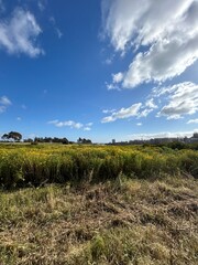 field and sky