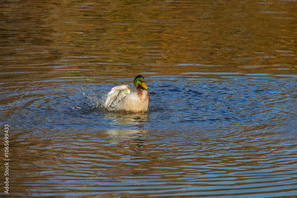 Canvas Prints Ducks swimming on a pond on a sunny day