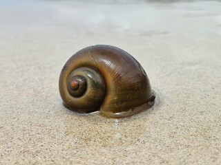 shell on the sand