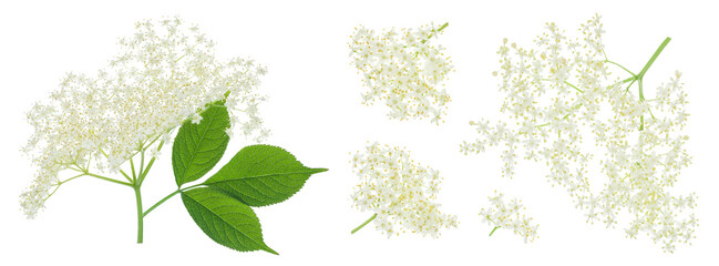 Elderberry flower or Sambucus nigra isolated on a white background.