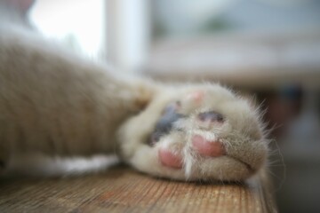 sleep cozy fluffy white and pink cat foot