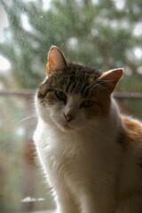 portrait of a cute fluffy cozy looking cat