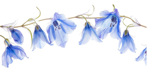 Fototapeta premium PNG Delicate blue flowers on branch