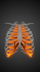 Human skeleton anatomy Costal Cartilage
