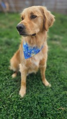 Obraz premium golden retriever puppy