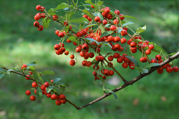 Buisson ardent, Pyracantha sp.

