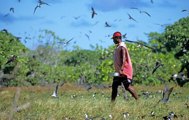 Sterne fuligineuse,.Onychoprion fuscatus, Sooty Tern, ramassage des oeufs de sterne dans la...