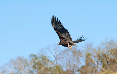 Fototapeta premium Pygargue de Madagascar,.Icthyophaga vociferoides, Madagascar Fish Eagle, Madagascar