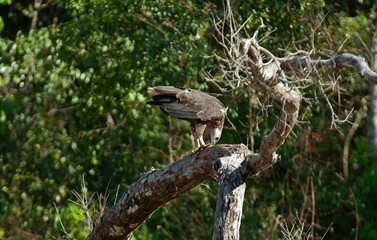 Fototapeta premium Pygargue de Madagascar,.Icthyophaga vociferoides, Madagascar Fish Eagle, Madagascar