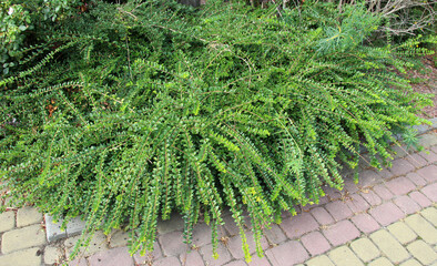 Decorative honeysuckle bush (Lonicera pileata) is used in landscaping