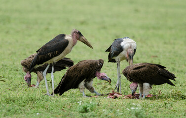 Vautour oricou,.Torgos tracheliotos,  Lappet faced Vulture, Marabout d'Afrique, Leptoptilos crumenifer, Marabou Stork,Afrique