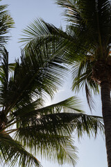 Fototapeta premium Palm trees gently illuminated by the warm glow of the sun, creating a beautiful tropical atmosphere. This image radiates relaxation, warmth, and the peaceful essence of beach destinations.