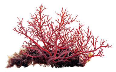PNG Red algae plant white background.