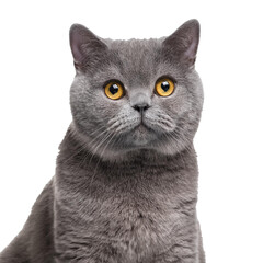 british shorthair cat isolated on white background, cutout