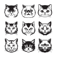 Obraz premium British Shorthair cat vector design isolated on white background