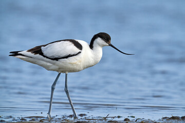 Pied avocet (Recurvirostra avosetta)