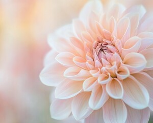 Fototapeta premium Soft Peach Dahlia Bloom: A delicate and captivating close-up of a soft peach dahlia, its velvety petals unfurling in a symphony of pastel hues.