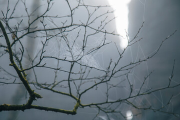spider web in the tree