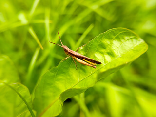 Brown Grasshopper Perched on a Leaf