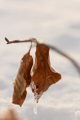 Fototapeta premium Two withered leaves of a beech tree with little icicles hanging on a twig