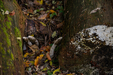 Obraz premium スッポンタケ