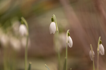 A group of snowdrops (Galanthus) in an early stage