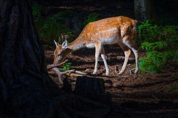 The common or European fallow deer is a species of deer native to the Mediterranean region.