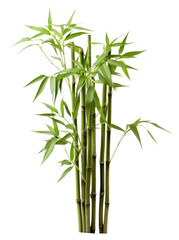 Obraz premium PNG bamboo plant white background freshness.